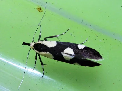 Oecophora (Oecophoreola) superior