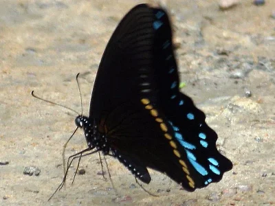 Papilio (Druryia) nireus