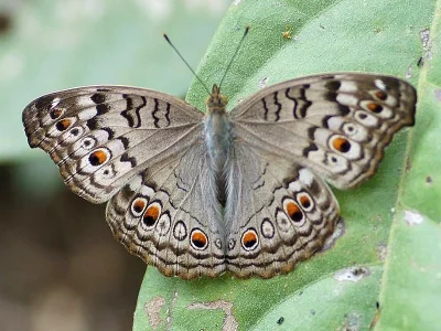 Junonia atlites
