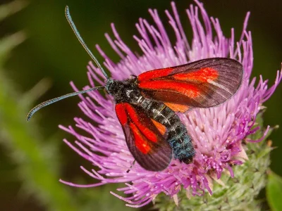 Zygaena (Zygaena) osterodensis