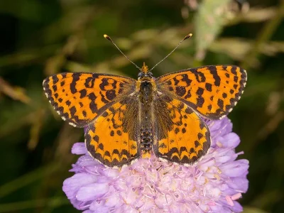 Melitaea didyma