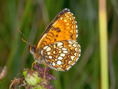 Melitaea diamina