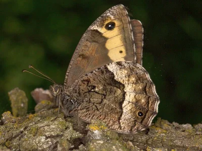 Hipparchia (Hipparchia) fagi