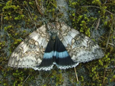 Catocala fraxini