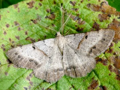 Selidosema plumaria