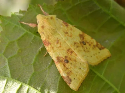 Xanthia (Cirrhia) icteritia