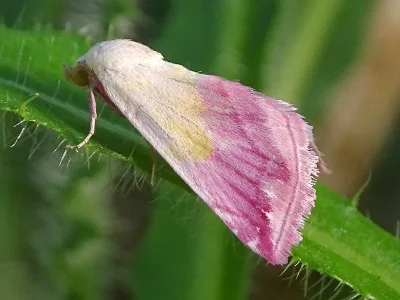 Eublemma (Eublemma) purpurina