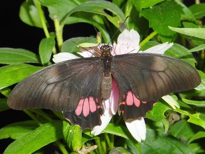 Papilio (Heraclides) anchisiades