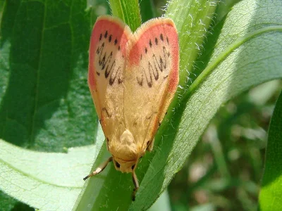Miltochrista miniata