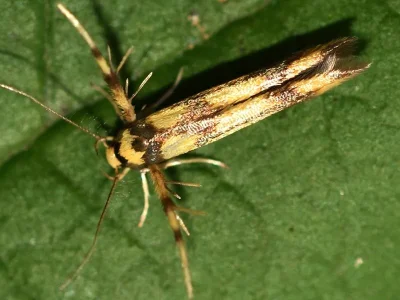 Stathmopoda pedella