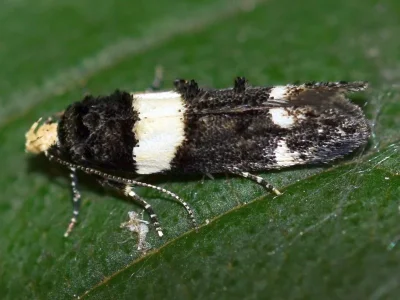 Recurvaria leucatella