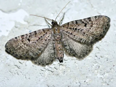 Eupithecia intricata
