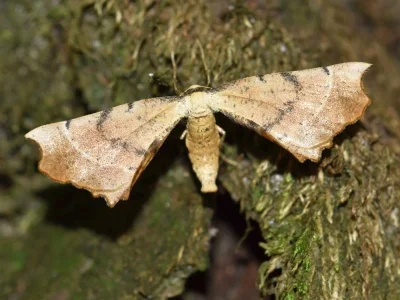 Artiora evonymaria