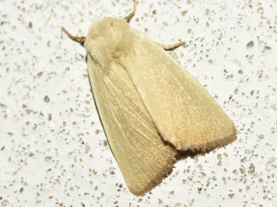 Arenostola phragmitidis
