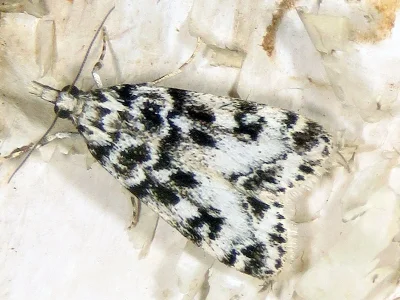 Eudonia laetella