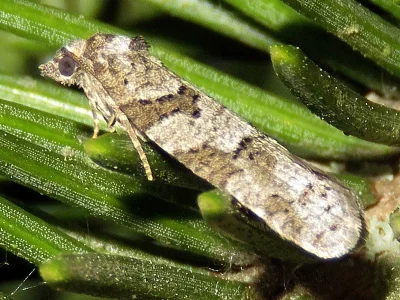 Cnephasia (Cnephasiella) incertana