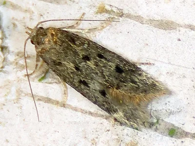 Bryotropha galbanella