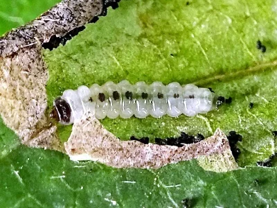 Antispila treitschkiella