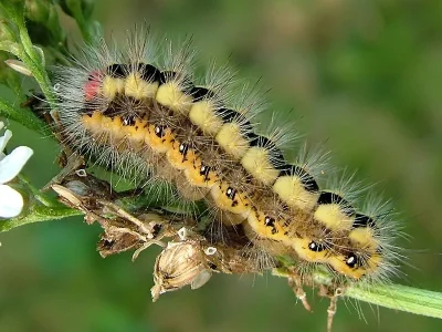 Acronicta (Viminia) euphorbiae