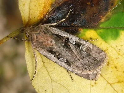 Euxoa (Euxoa) temera