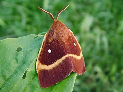 Lasiocampa (Lasiocampa) quercus