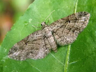 Eupithecia ericeata