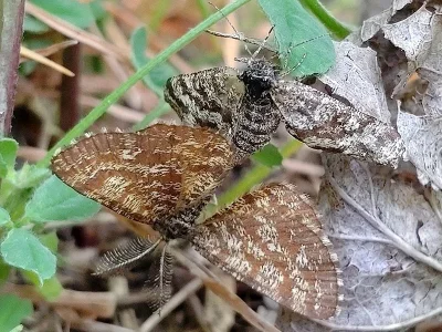 Ematurga atomaria