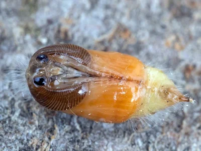 Orgyia (Orgyia) antiqua