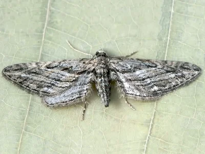 Eupithecia rosmarinata