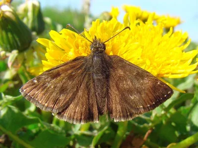 Erynnis tages