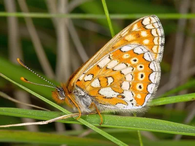 Euphydryas (Eurodryas) aurinia