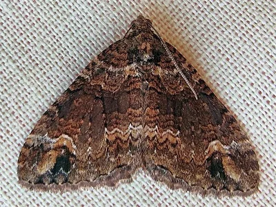Catarhoe basochesiata