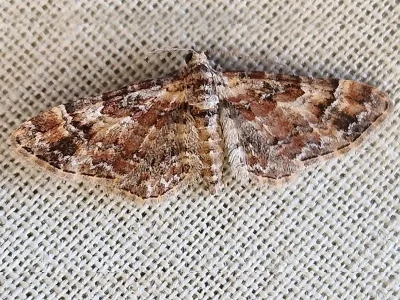 Gymnoscelis rufifasciata