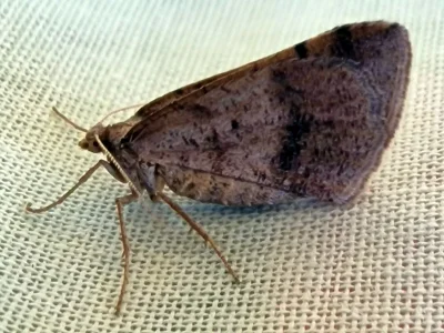 Isturgia spodiaria