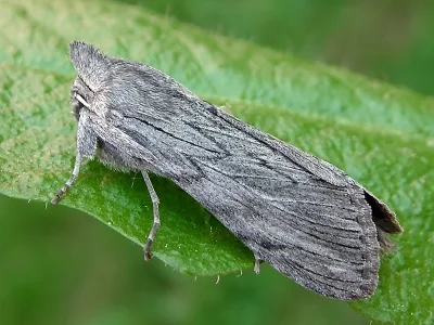 Cucullia lactucae