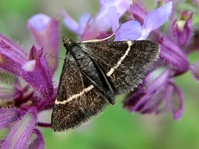 Pyrausta rectefascialis