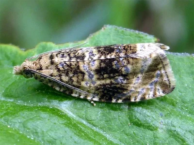 Syricoris lacunana