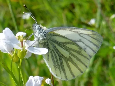 Pieris (Artogeia) napi