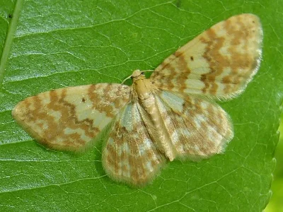 Hydrelia flammeolaria
