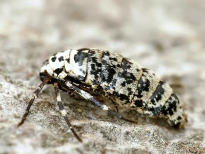 Erannis ankeraria