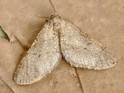 Erannis ankeraria