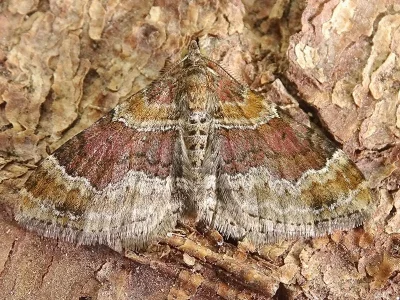 Xanthorhoe spadicearia