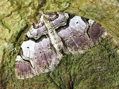 Anticlea derivata