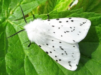 Spilosoma lubricipeda