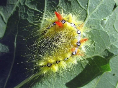 Acronicta (Acronicta) aceris