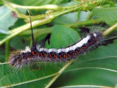 Acronicta (Triaena) cuspis