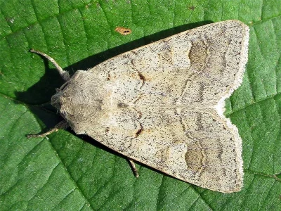 Ammoconia caecimacula