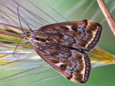 Loxostege sticticalis