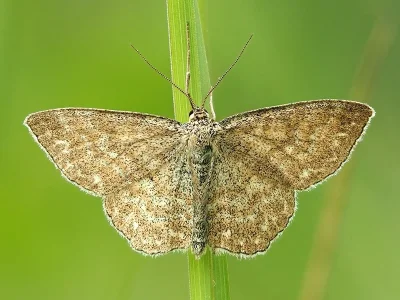 Scopula (Scopula) immorata