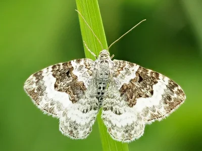 Epirrhoe alternata